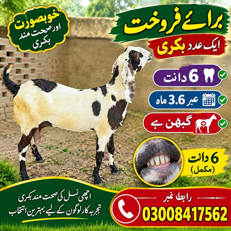 goats 0