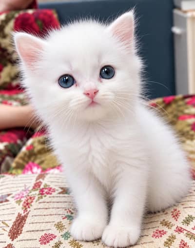 Persian Triple Coated Kittens | Persian Kittens / Cats For Sale