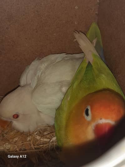 Love birds breeder pairs