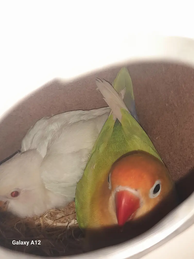 Love birds breeder pairs — photo 2