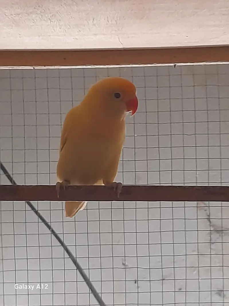 Love birds breeder pairs — photo 3