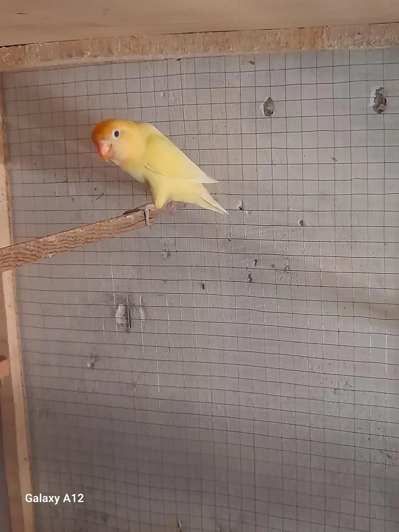 Love birds breeder pairs — photo 4