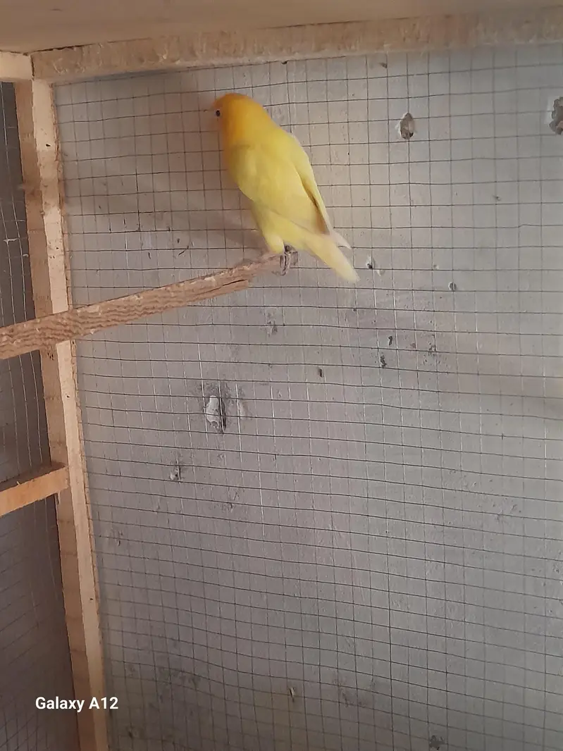 Love birds breeder pairs — photo 5