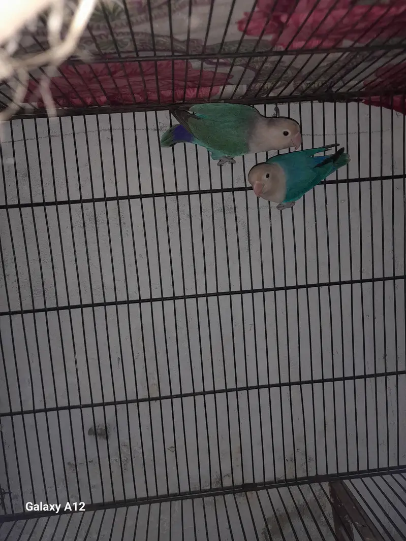 Love birds breeder pairs — photo 7