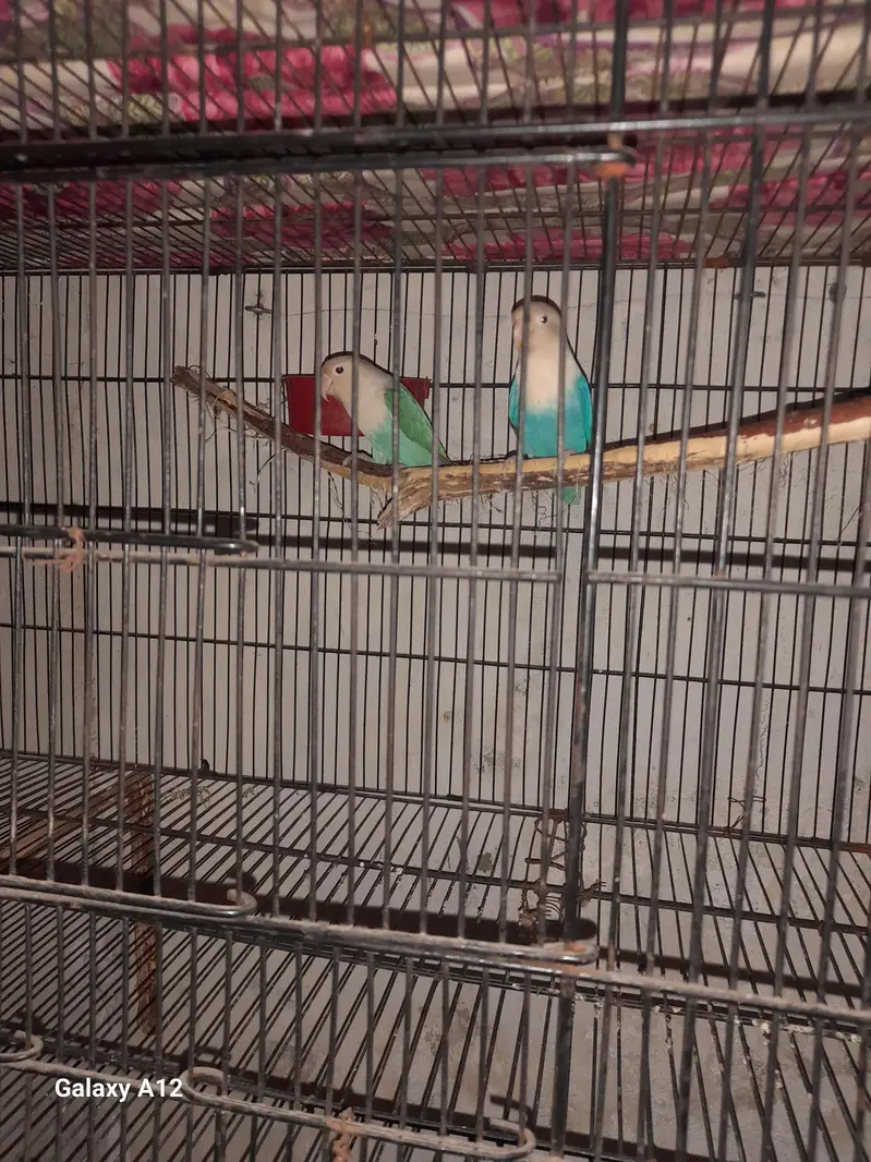 Love birds breeder pairs — photo 8