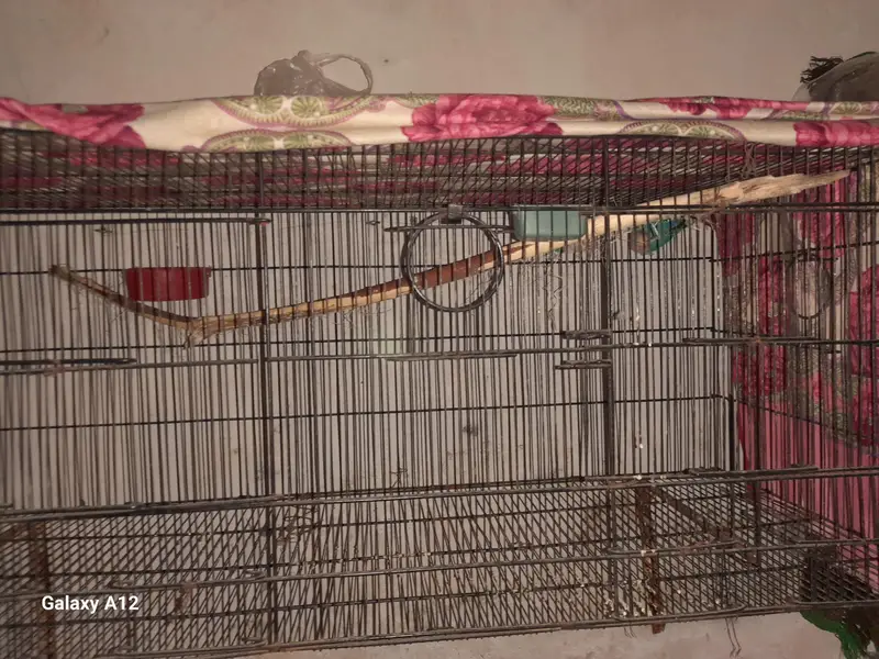 Love birds breeder pairs — photo 9