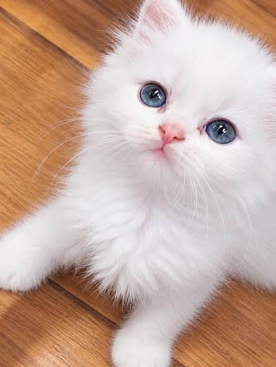 Persian Kittens | Triple Coated Fluffy Kittens | Kittens For Sale