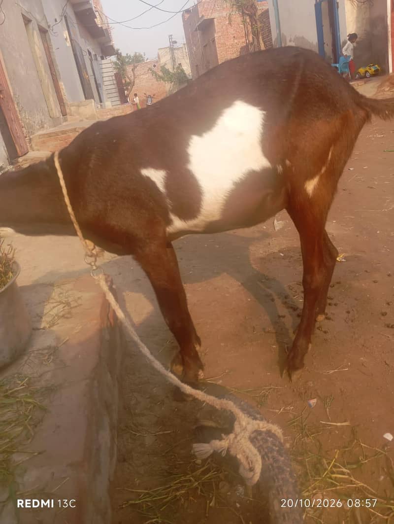 بکری برائے فروخت 0