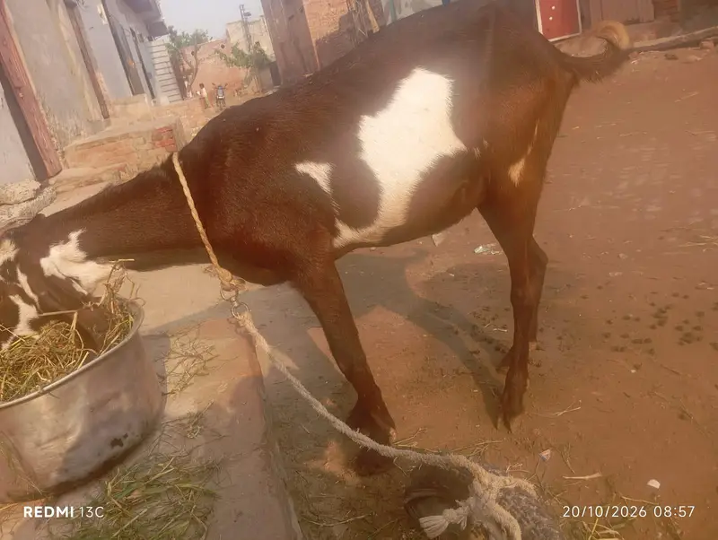 بکری برائے فروخت — photo 2