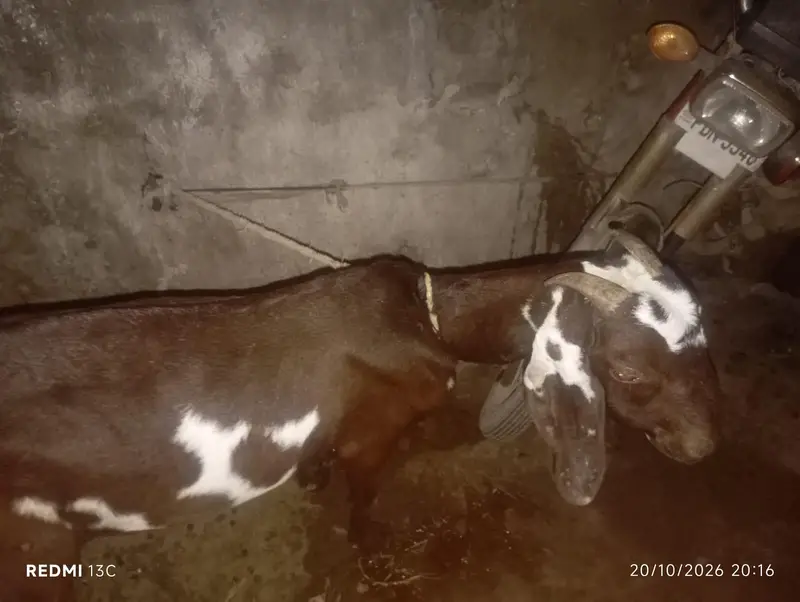 بکری برائے فروخت — photo 4