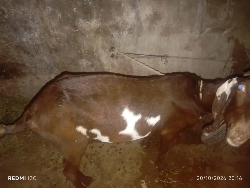 بکری برائے فروخت — photo 5