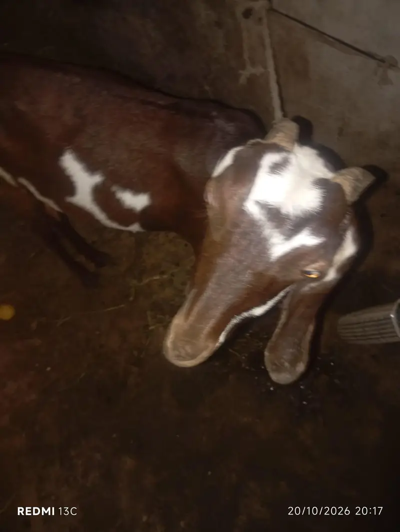 بکری برائے فروخت — photo 6