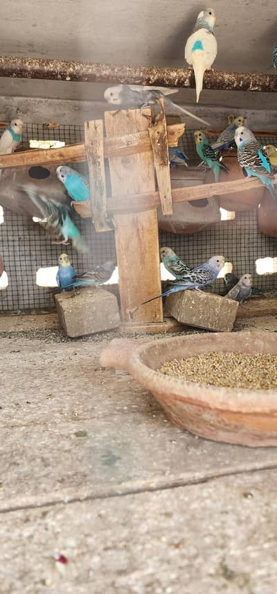 multi color budgies colony for sale