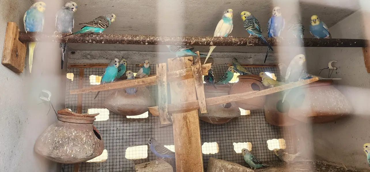 multi color budgies colony for sale — photo 2