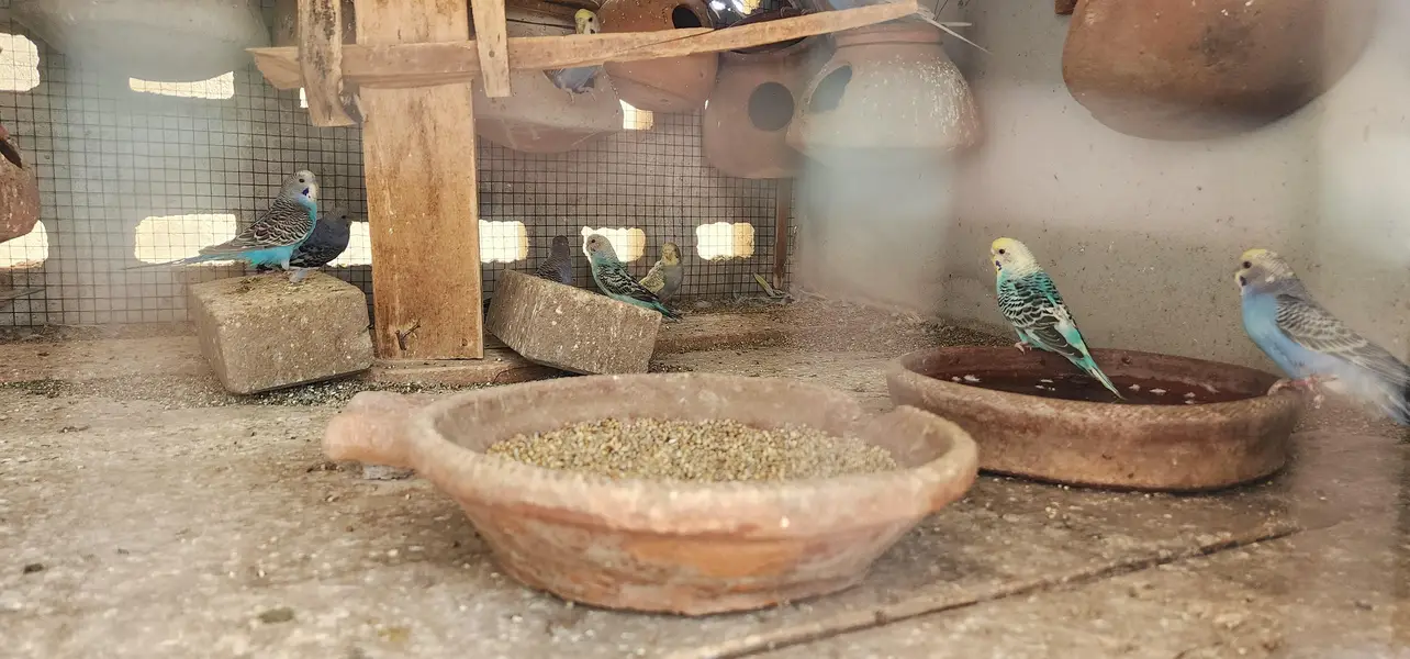 multi color budgies colony for sale — photo 3