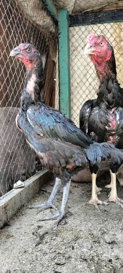 Aseel breeder pair