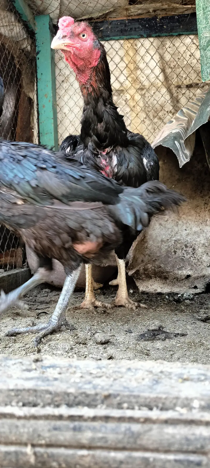 Aseel breeder pair — photo 2