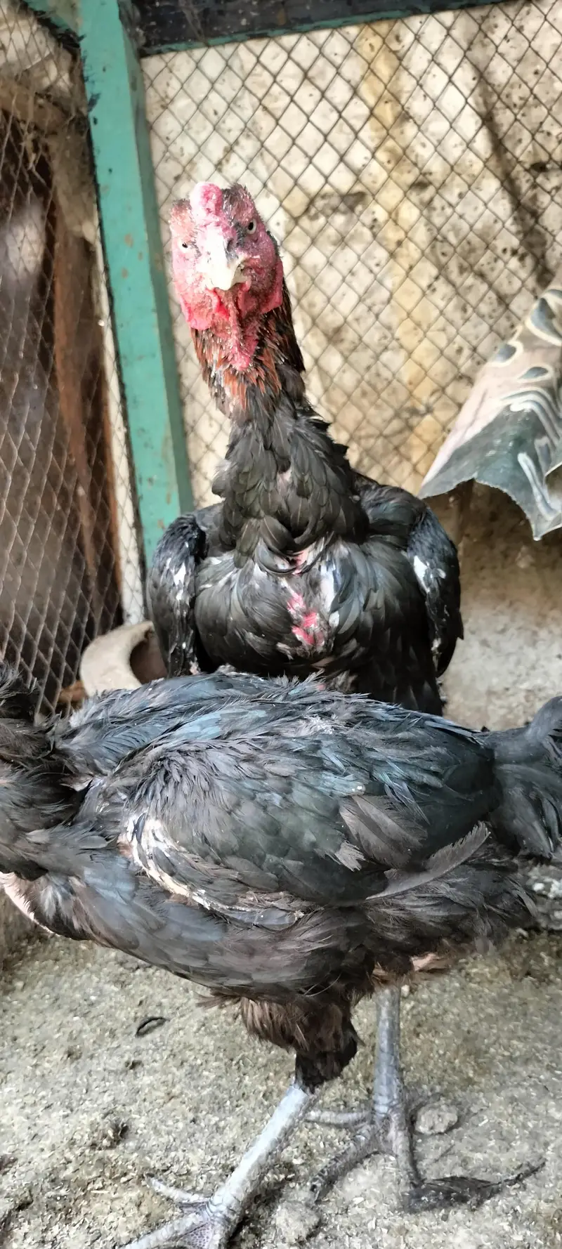 Aseel breeder pair — photo 3