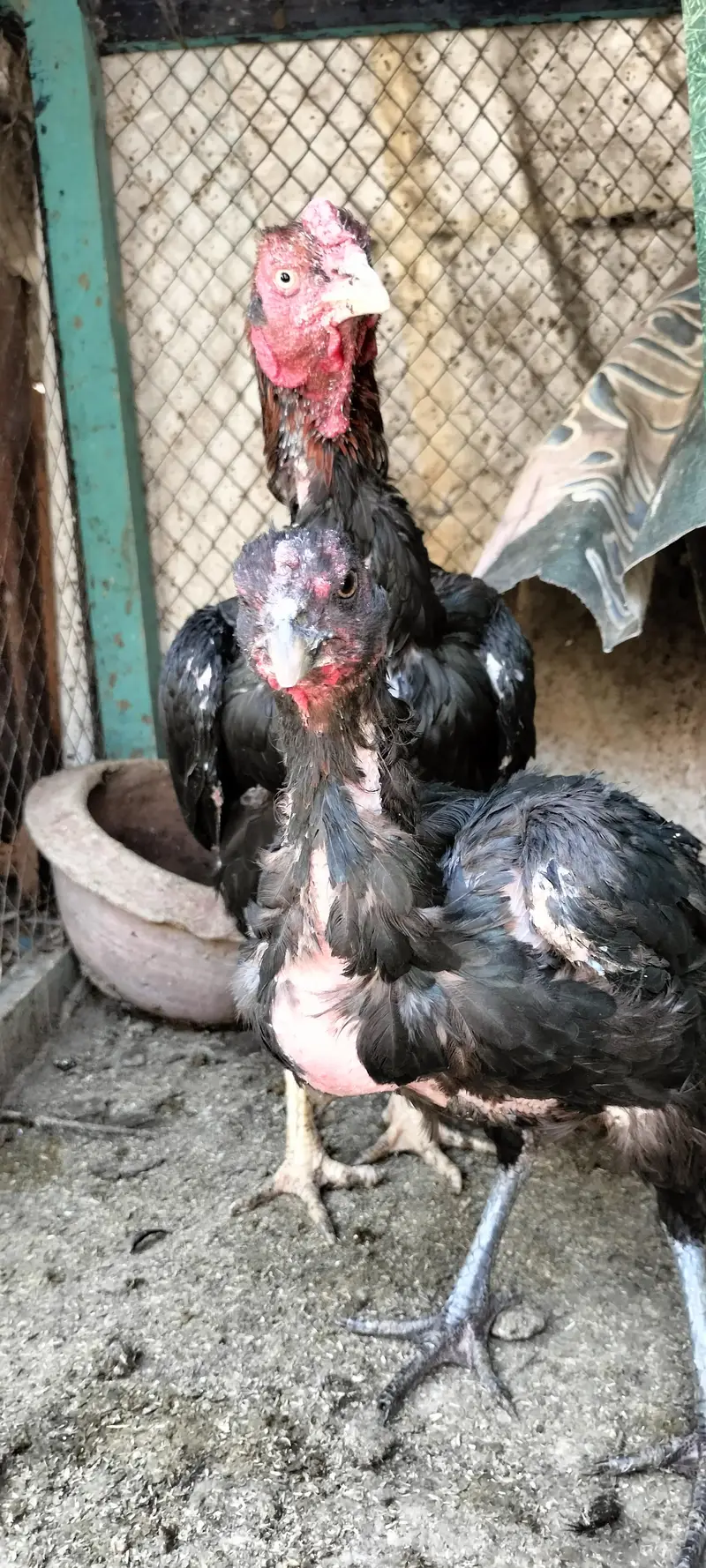 Aseel breeder pair — photo 4