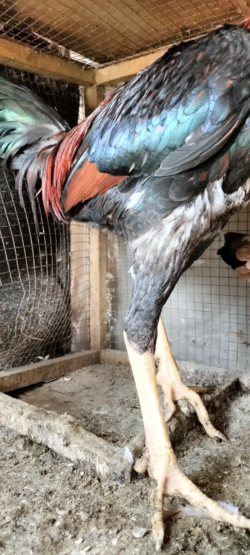 Aseel breeder pair — photo 5