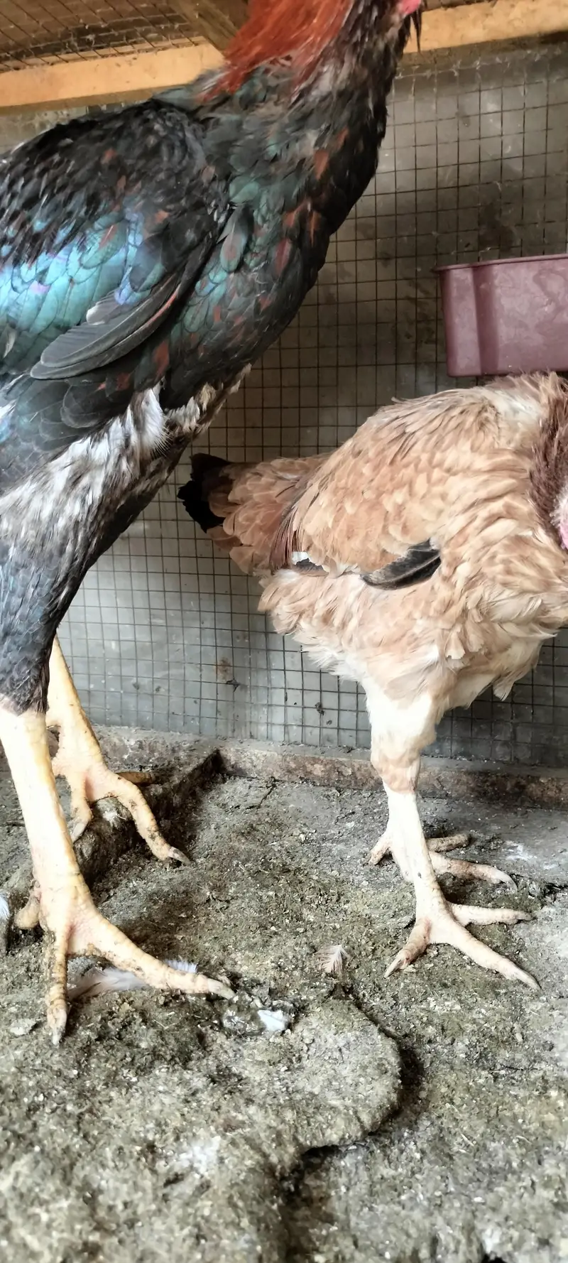 Aseel breeder pair — photo 6