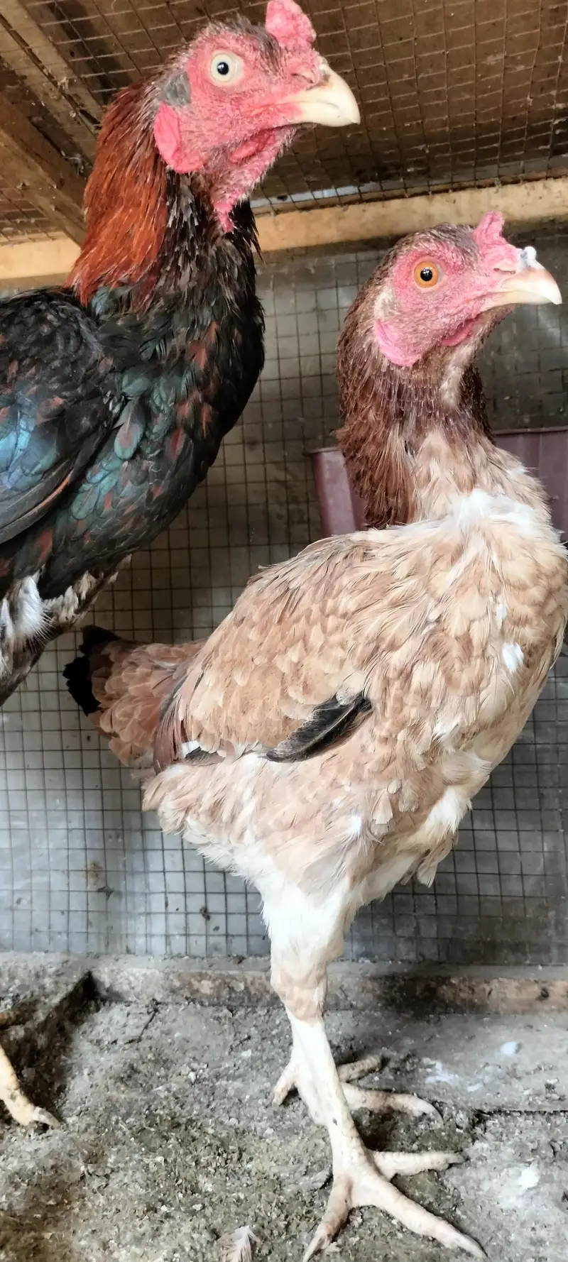 Aseel breeder pair — photo 7