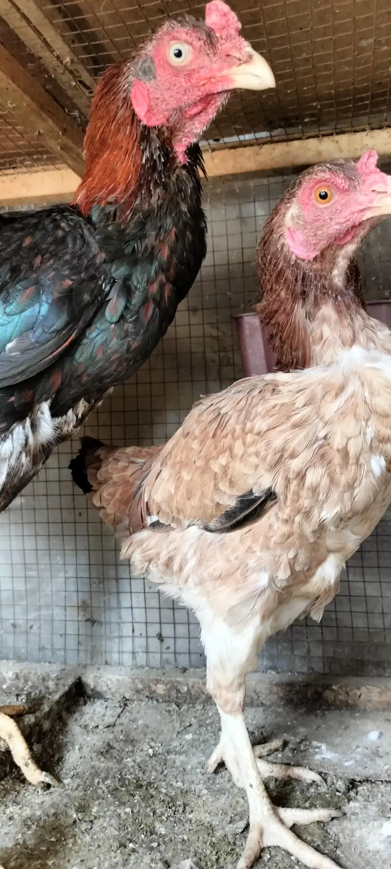 Aseel breeder pair — photo 8