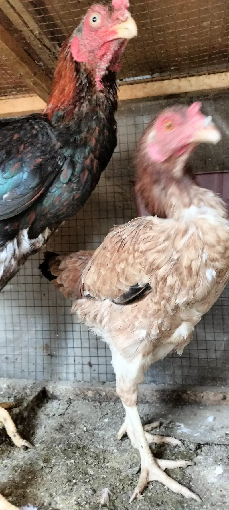 Aseel breeder pair — photo 9