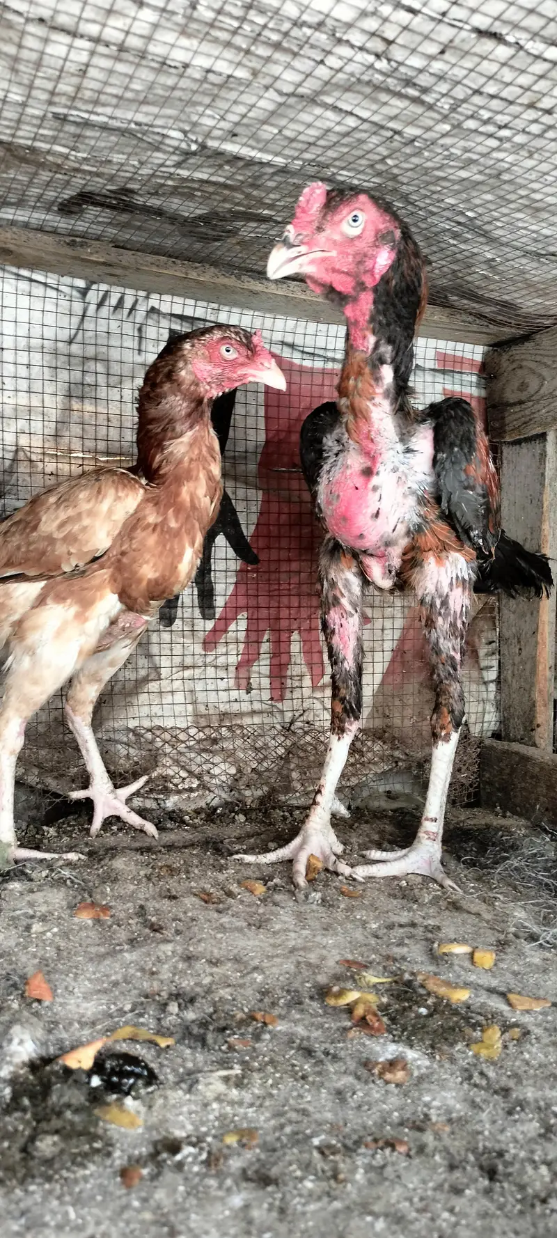 Aseel breeder pair — photo 10