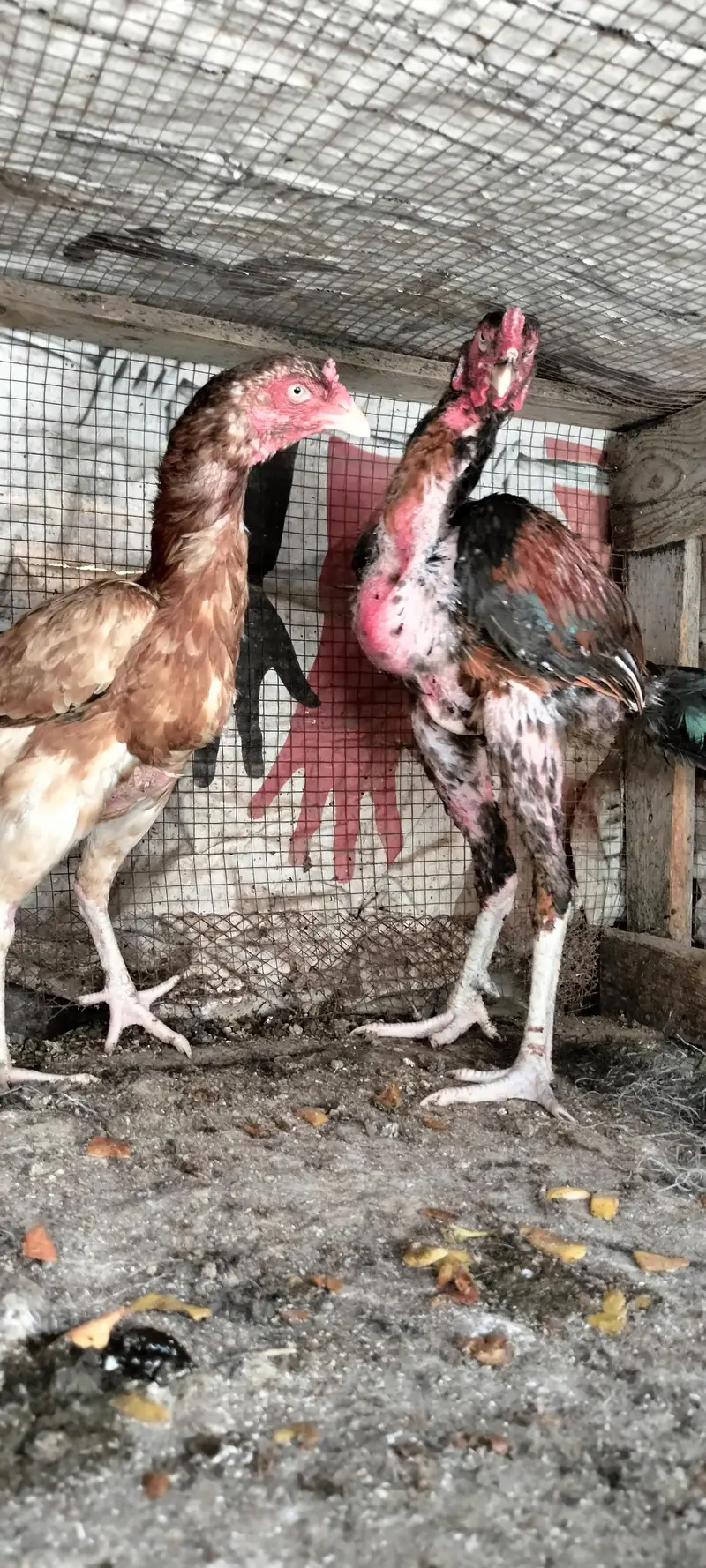 Aseel breeder pair — photo 11