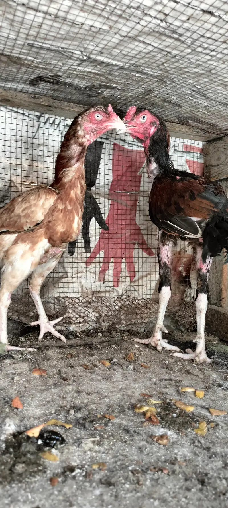 Aseel breeder pair — photo 12