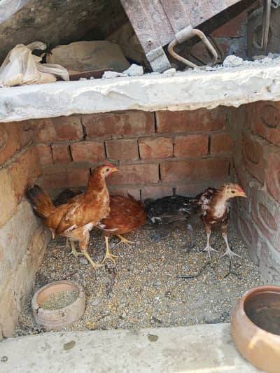 Desi chicks
