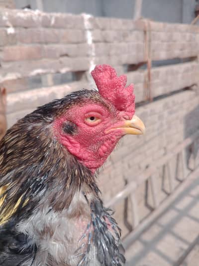Aseel Mianwali Breeder male