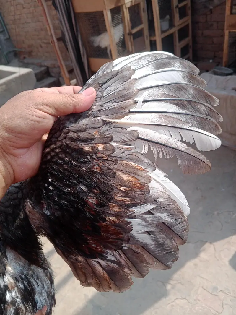Aseel Mianwali Breeder male — photo 2