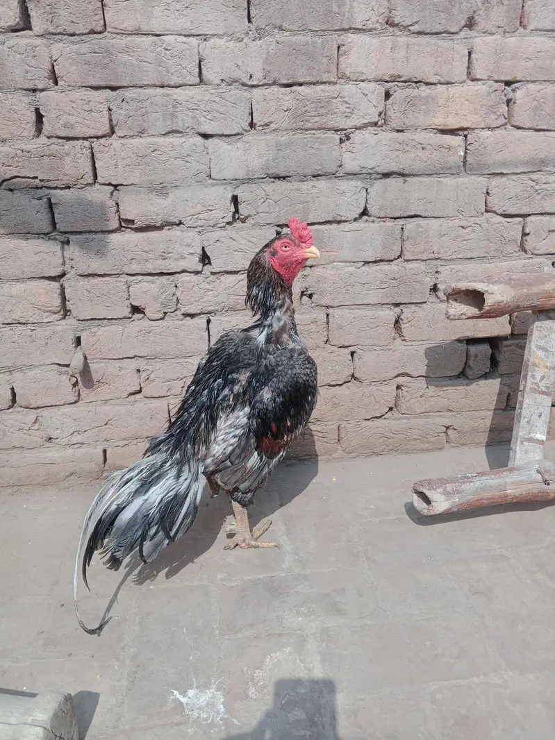 Aseel Mianwali Breeder male — photo 3