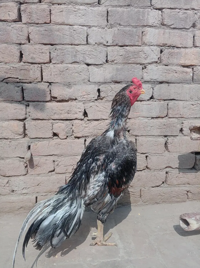Aseel Mianwali Breeder male — photo 4