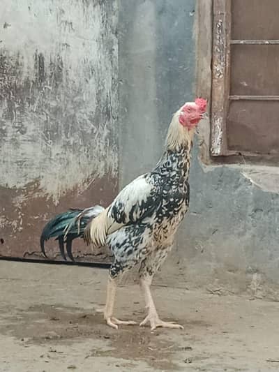 Assel murga and deri mugra for sale
