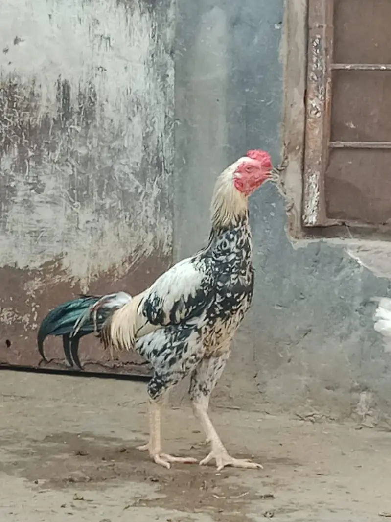Assel murga and deri mugra for sale — photo 4