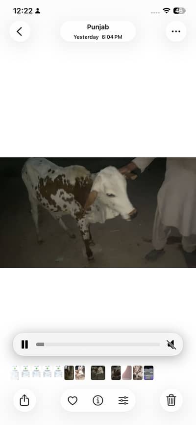 Cow for sale with 6 month baby
