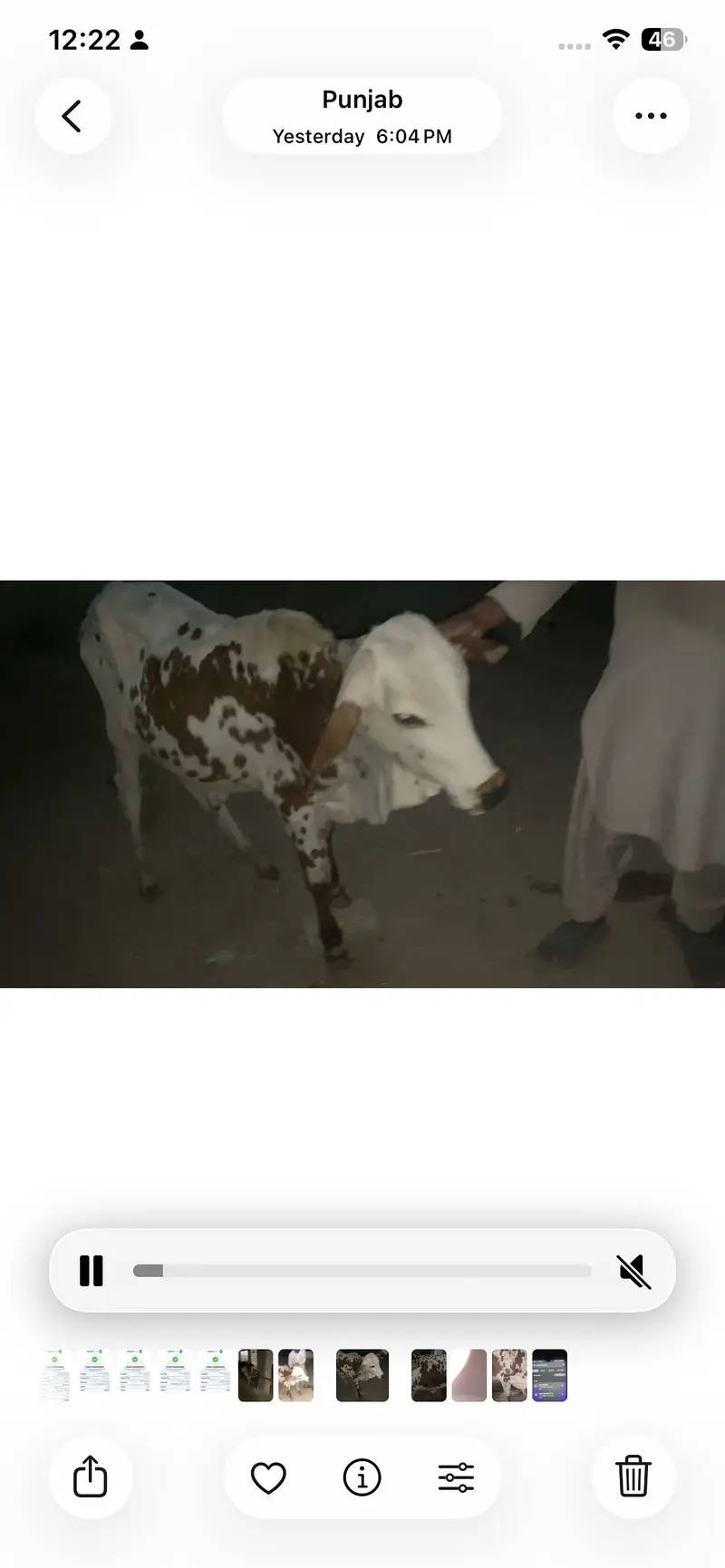 Cow for sale with 6 month baby