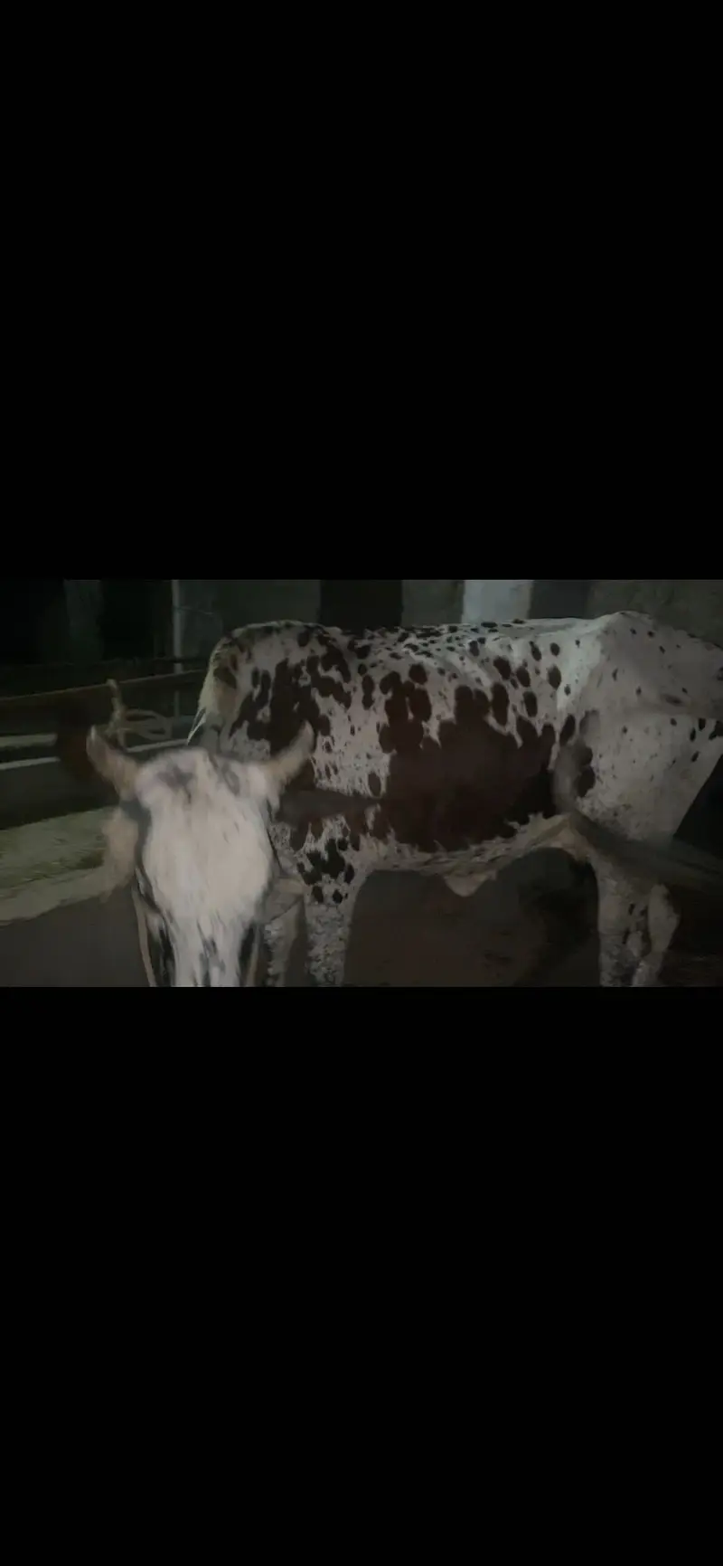 Cow for sale with 6 month baby — photo 2