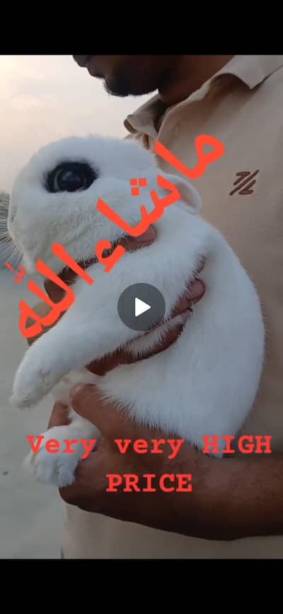 Supreme Quality Hotot dward breeder imported male