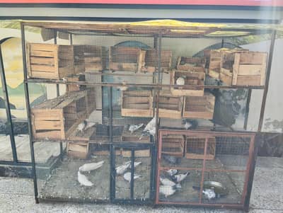 30 Pigeons (15 Pairs) With Cage For Sale - Active Breeding Setup