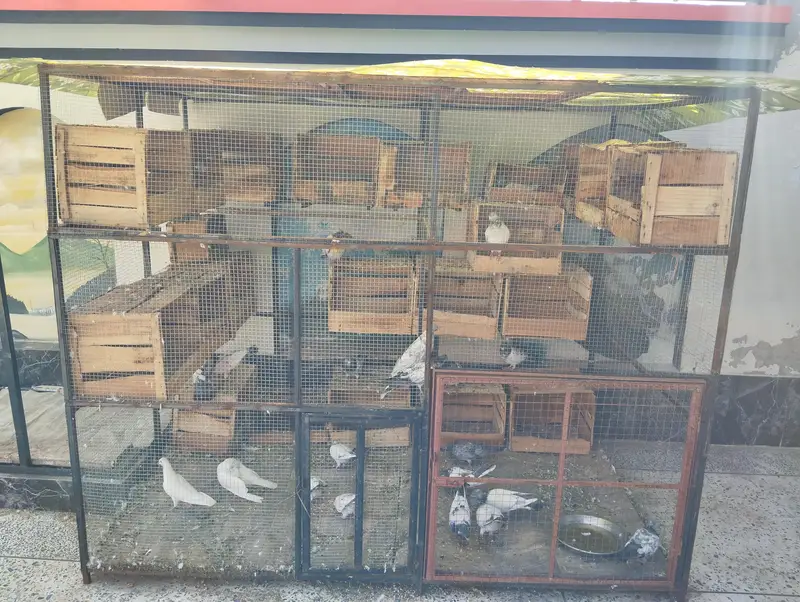 30 Pigeons (15 Pairs) With Cage For Sale - Active Breeding Setup — photo 2