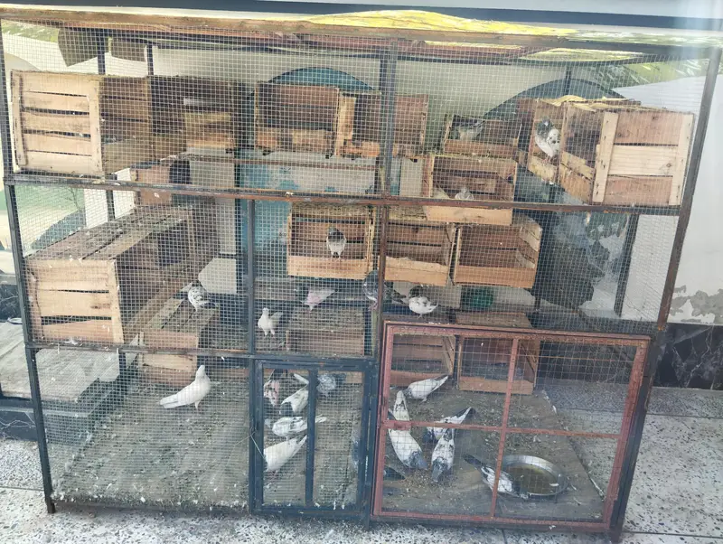 30 Pigeons (15 Pairs) With Cage For Sale - Active Breeding Setup — photo 3