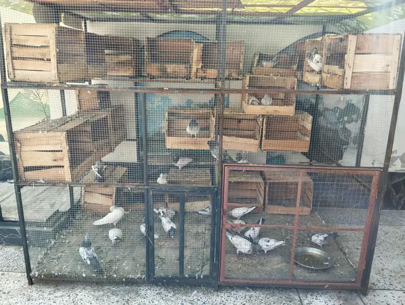 30 Pigeons (15 Pairs) With Cage For Sale - Active Breeding Setup — photo 4
