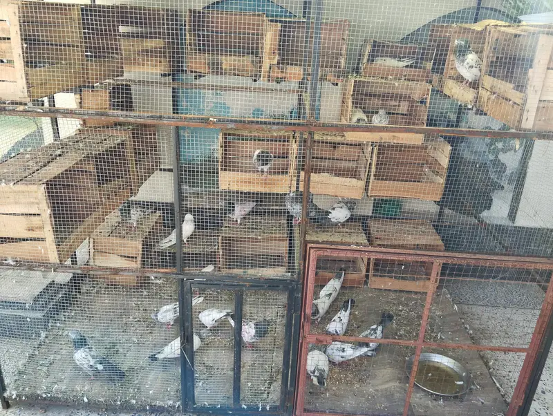 30 Pigeons (15 Pairs) With Cage For Sale - Active Breeding Setup — photo 5