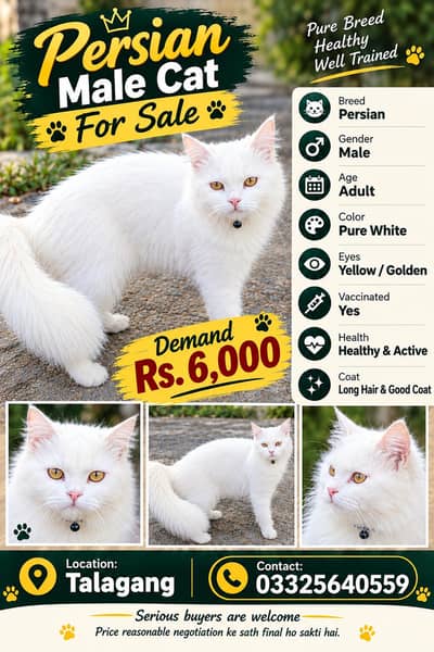 persian cat