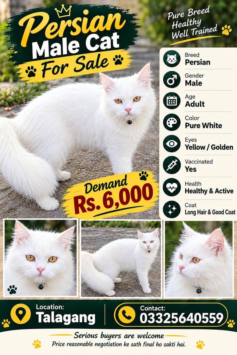 persian cat 0