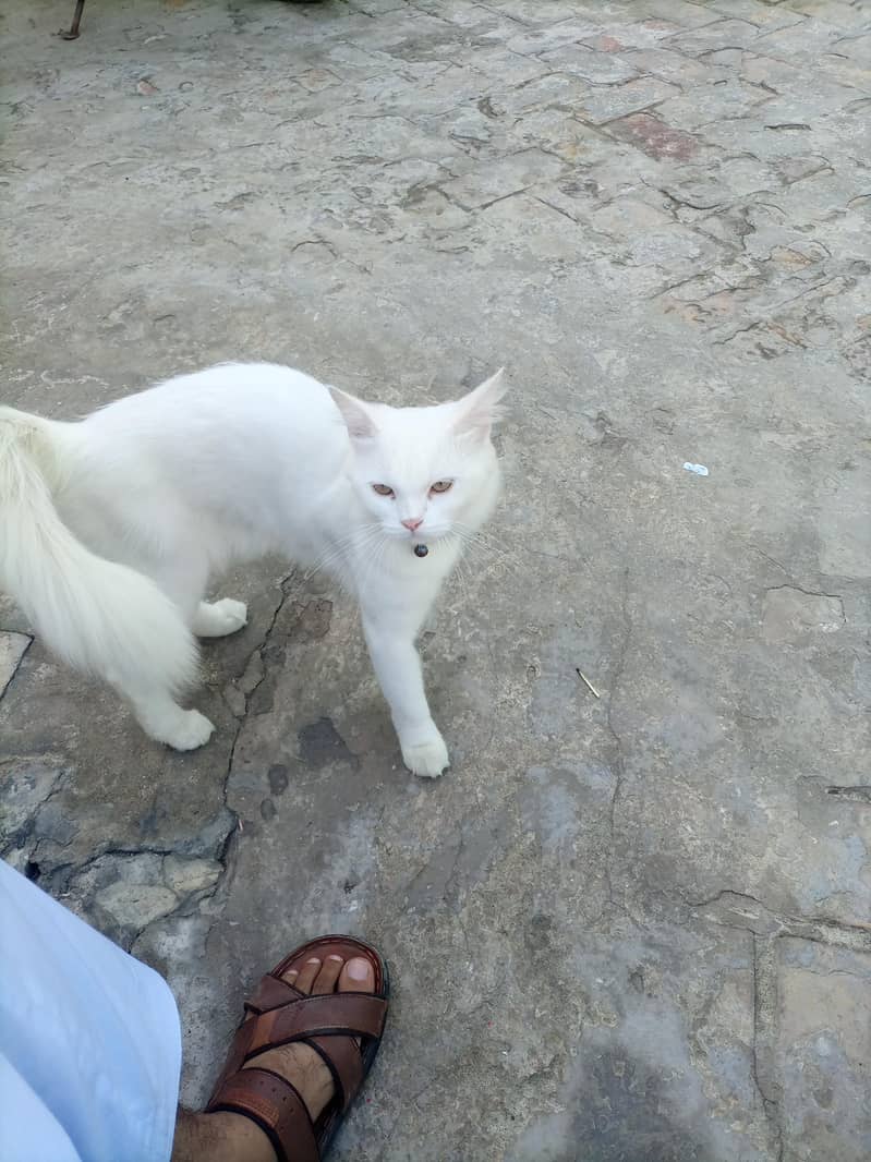 persian cat 1